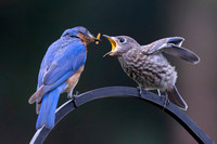 Blue Birds