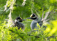 Port Royal Cypress Wetlands