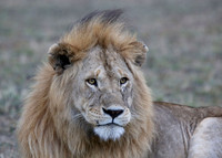 Africa 18