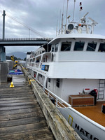 Seabird